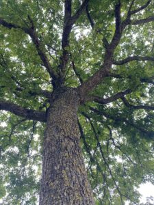 Arbre1