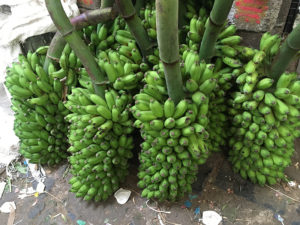 Bananes Pondichery