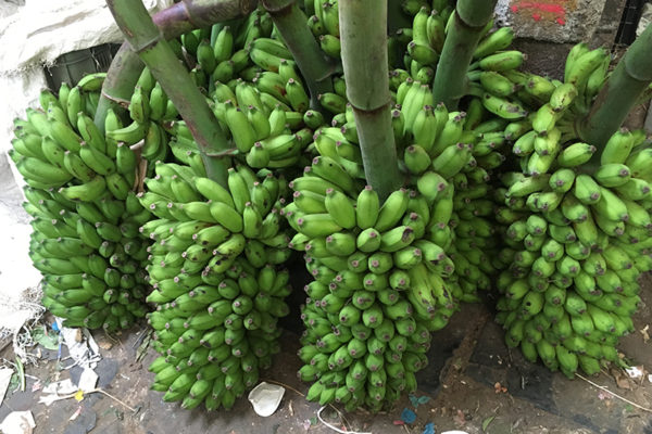 Bananes Pondichery