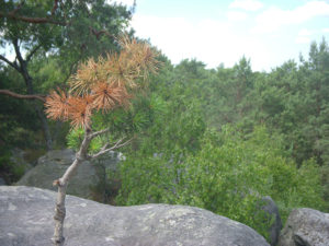 Fontainebleau