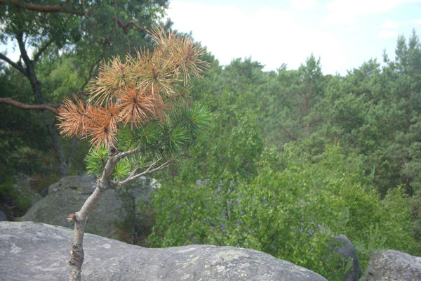 Fontainebleau