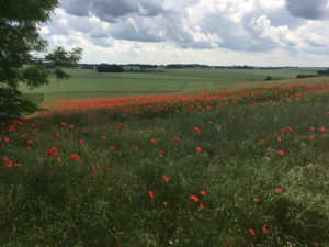 champs coquelicots