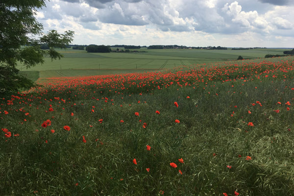 champs coquelicots