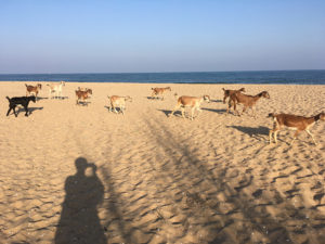 chèvres et plage