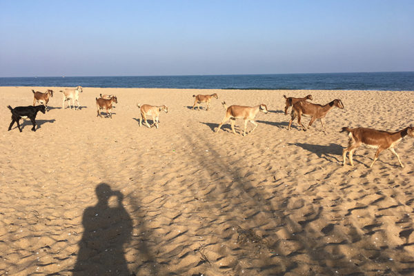 chèvres et plage