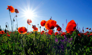 coquelicots