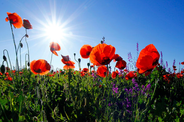 coquelicots