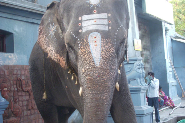 elephant