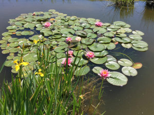 fleurs