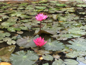 lotus